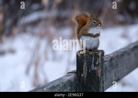 An American red squirrel is sitting upright on a fence in winter, holding its front paws close to its chest. The critter looks to the side from its pe Stock Photo