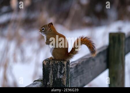 A North American red squirrel is sitting upright on a fencepost. In this winter scene, furry rodent is seen from the side in a profile view, and the w Stock Photo