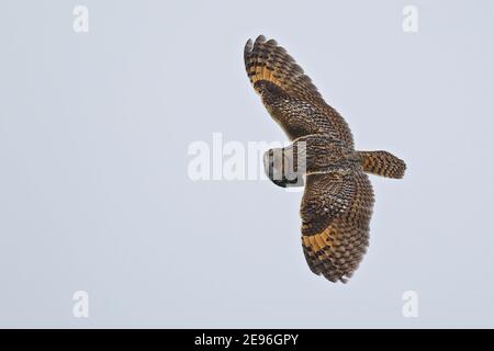 Long-eared Owl (Asio otus) flying over water, Baltic Sea, Mecklenburg-Western Pomerania, Germany