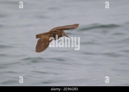 Eurasian Woodcock (Scolopax rusticola) flying over water, North Sea, Germany Stock Photo