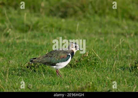 Northern Lapwing (Vanellus vanellus) young bird foraging in meadow, Hesse, Germany Stock Photo