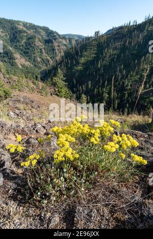 Sulfur flower in bloom above the Grande Ronde River in Northeast Oregon. Stock Photo