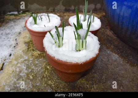 Potted snowdrop plants poking their way through thick layer of snow. From January their small elegant nodding white flowers are carried on single stem Stock Photo
