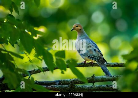 A Mourning Dove (Zenaida macroura) perched on a tree branch in the summer. Stock Photo