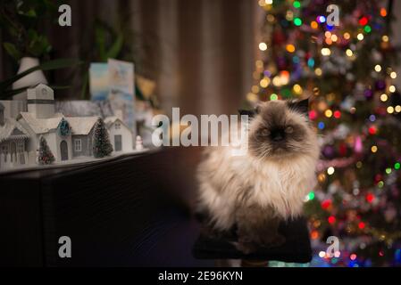 Portrait of a Himalayan cat in front of a Christmas tree and Christmas decoration Stock Photo