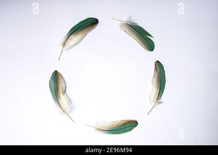 The five feathers from the green-cheeked conures parrot's wings form a circular shape. On a white background Use close-up photography Stock Photo