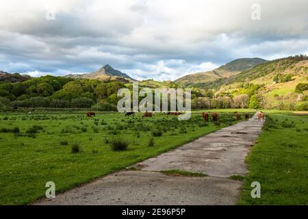 Cattle on a road and field, pasture, with hills and mountains behind, Bovinae, cows, bulls, bovine, Bos, B. taurus, farmland, farm, blocking the road Stock Photo