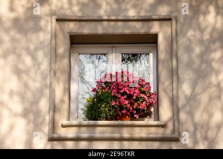Typical italian window decorated with blooming fresh flowers Stock Photo