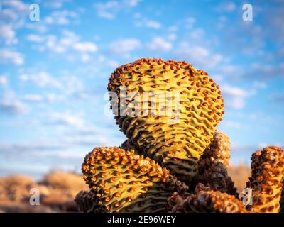 Golden sunlight on close up of beavertail cactus (Opuntia basilaris)showing signs of drought conditions Stock Photo