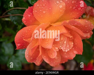 Glistening raindrops on a vibrant orange rose flower Stock Photo