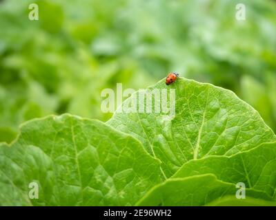 Lady bug perched on edge of romaine lettuce leaf Stock Photo