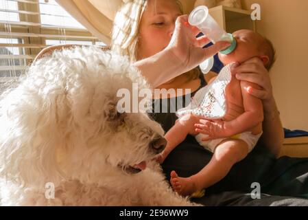 Mother feeding bottle to newborn baby girl in baby’s room with Bichon Frise dog in foreground. Stock Photo