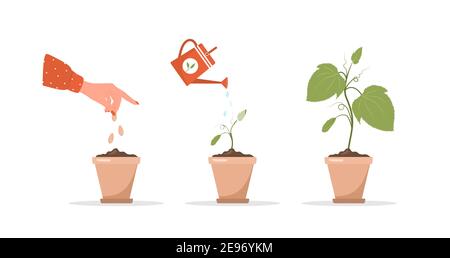 Phases seedling growing in pot. Stages of plant growth from sprout to vegetable. Vector illustration in flat cartoon style. Domestic plants nursery Stock Vector