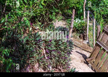 A lush growth of purple oyster plant brightens the entrance to a small homestead in the Dominican Republic. Stock Photo