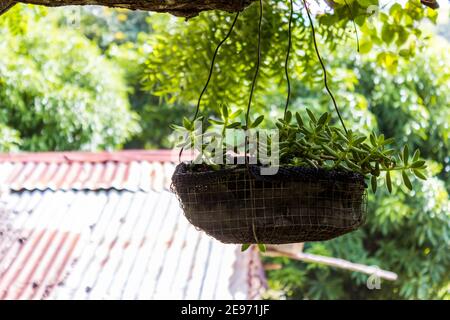 A succulent, suspended from a tree branch, in a rustic hanging basket in the tropical Dominican Republic. Stock Photo
