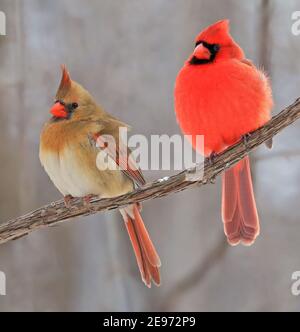 Northern Cardinal couple sitting on a branch in winter, Quebec, Canada Stock Photo