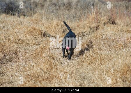 Black Labrador retriever running Stock Photo