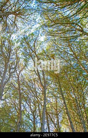 Tall pine forest seen from below Stock Photo