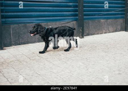 Black cocker spaniel dog running on leash down city street during walk. Stock Photo