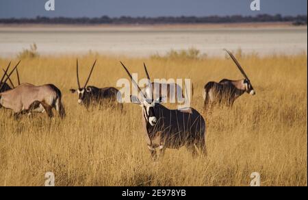 Oryx in the savannah of Etosha National Park in Namibia, Africa Stock Photo