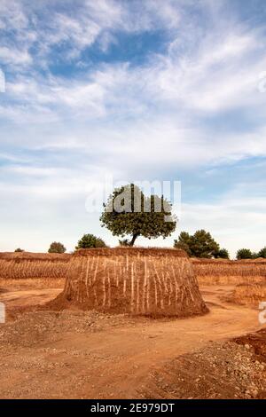 An isolated tree in the middle of a large excavation on a small island. Environment concept Stock Photo