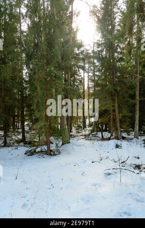 moorland near amaliendorf in the lower austrian region waldviertel Stock Photo