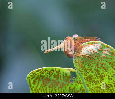 an orange tropical dragonfly resting and isolated on a green leaf Stock Photo
