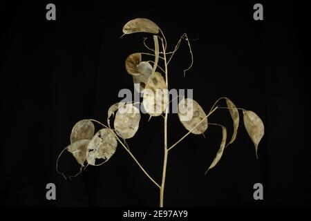 annual honesty seed heads isolated with white light on a black background Stock Photo