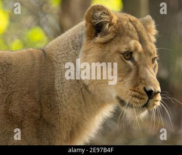 Asiatic lion (Panthera leo persica)  close up of the head and shoulders of a female Asiatic lion with a natural green background Stock Photo