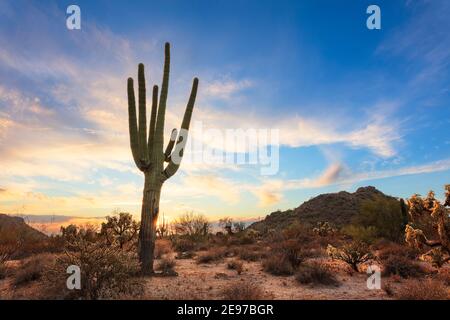 Giant Saguaro Cactus and desert landscape in Phoenix, Arizona. Stock Photo
