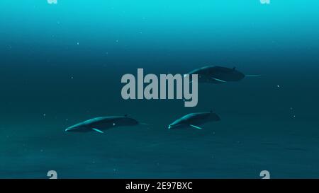 Three Rorqual whales swimming in the deep blue ocean water, underwater scene of Rorqual whales, Beauty of sea life , 4K High Quality, 3d render Stock Photo