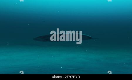 Closeup up of Rorqual whale swimming in the deep blue ocean water, underwater scene of Rorqual whale, Beauty of sea life , 4K High Quality, 3d render Stock Photo