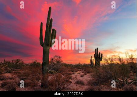 Saguaro Cactus silhouette and desert landscape at sunset in Phoenix, Arizona Stock Photo