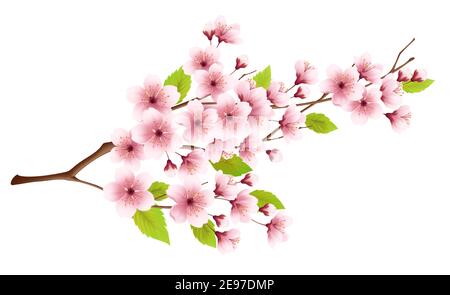Branch of spring blossoming cherry isolated on white background. Realistic vector illustration Stock Vector