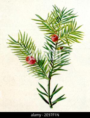 Taxus baccata, common yew, European yew / Taxus baccata / Eibe  Zweig mit reifen Samen / botany book, 1900) Stock Photo