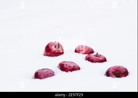 Red apples on the snow. Stock Photo