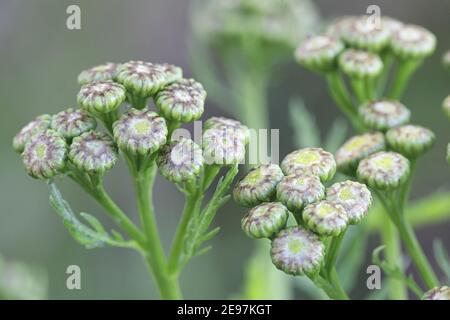 Tanacetum vulgare, also called Chrysanthemum vulgare, known as common tansy, wild flower from Finland Stock Photo