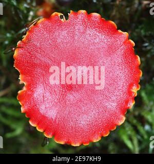 Hygrocybe coccinea, known as scarlet waxcap or righteous red waxy cap, wild edible mushroom from Finland Stock Photo