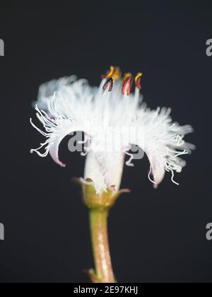 Menyanthes trifoliata, known as Buckbean, Bog Bean, Buck Bean or Marsh Trefoil Stock Photo