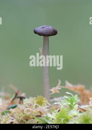 Sphagnurus paluster, commonly called the Sphagnum Greyling, parasitic mushroom growing on peat moss in Finland Stock Photo