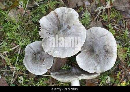 Tricholoma virgatum,  ashen knight, wild mushroom from Finland Stock Photo