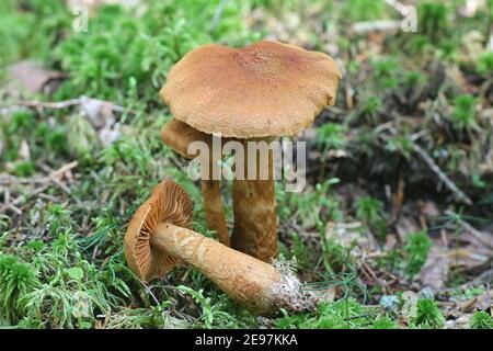Cortinarius rubellus, known as the deadly webcap, wild poisonous mushroom from Finland Stock Photo