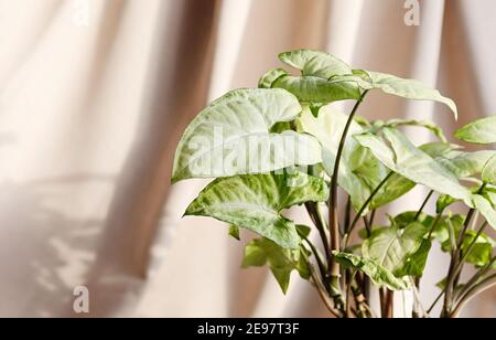 Indoor plant syngonium on a beige background. Indoor plants with beautiful leaves. Close up. Copy space. Stock Photo