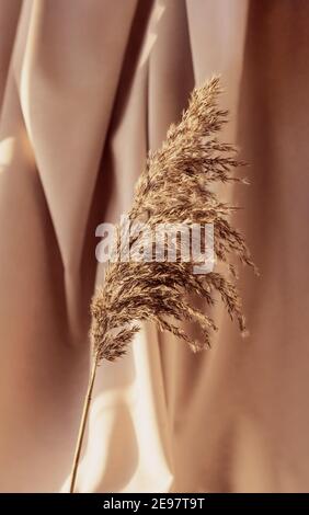Pampas grass on a beige background in light pastel colors. Vertical crop. Selective focus. Stock Photo