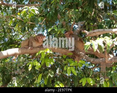 baby monkey sitting on a tree branch Stock Photo