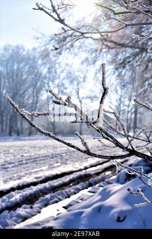 Icy snow covered branches against a snow landscape in the sunlight Stock Photo