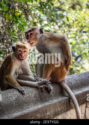 Two monkeys, tufted gray langurs sit on the wall in park of heritage city Anuradhapura. Sri Lanka, Asia Stock Photo
