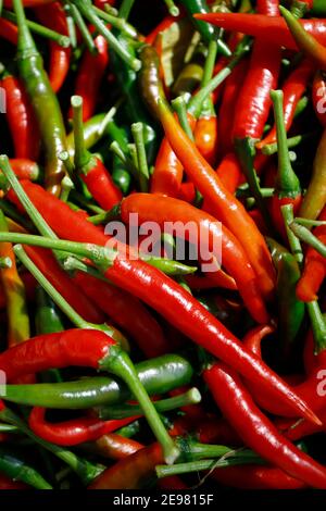 organic red chilli pepper growing in plantation Stock Photo