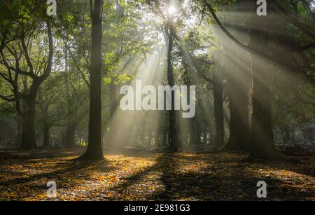 Sunshine streaming through early morning mist and trees in November in Nara Park, Japan Stock Photo