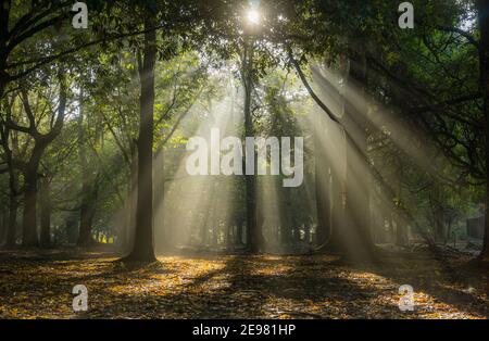 Sunshine streaming through early morning mist and trees in November in Nara Park, Japan Stock Photo